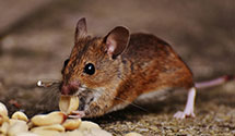 24 Hour & Emergency Exterminators in King Of Prussia, PA